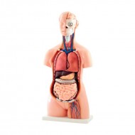 TORSO 40 PIEZAS