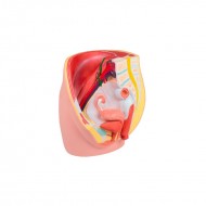 MANIQUI PELVIS FEMENINO